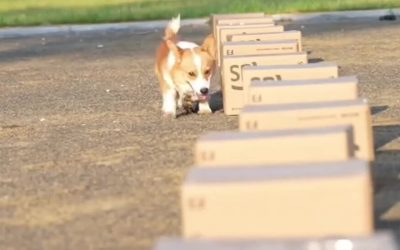 China’s First Police Corgi Has 400,000 Followers and a Nose for Trouble
