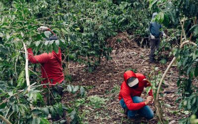 Hawaii’s Prized Kona Coffee Fields Have Become a Target for ICE