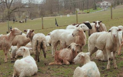 How a Sheep-Herding Cardiologist Spends His Sundays