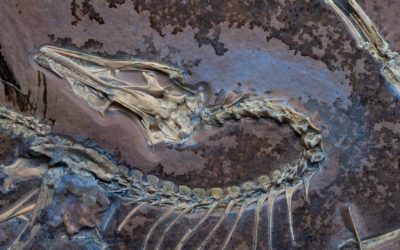 This Dinosaur Had Feathers and Probably Flew Like a Chicken