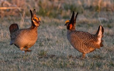 Trump Officials Ask Court to End Protections for a Strutting, Showy Bird