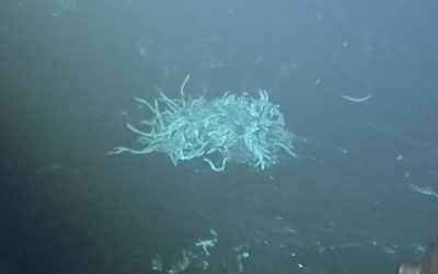 Volcanic Eruption in Deep Ocean Ridge Is Witnessed by Scientists for First Time