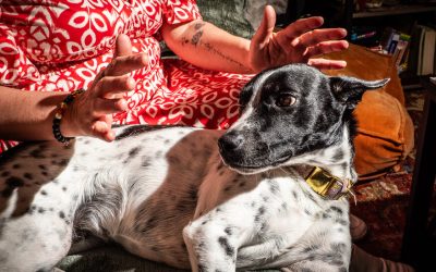 You Talk to Your Pets. They Help Your Pets Answer.